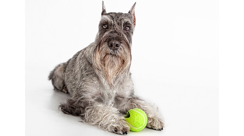 不掉毛中型犬推薦-5大低致敏犬種-照顧重點-美容次數全指南-標準史納莎